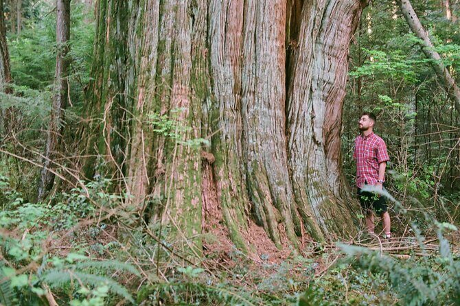 Ancient Trees of Vancouver Walking Tour - Who This Tour Suits Best (and Who Might Skip It)