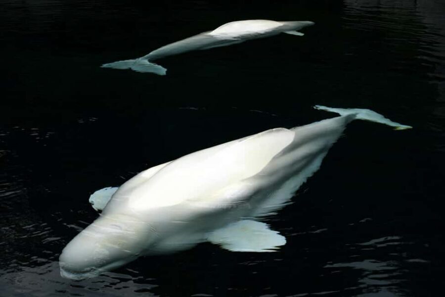 Aquarium & StanleyPark+20 Gem Spots+City/Vip Car+Small Group - Key Things You’ll Love About This Tour