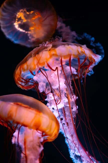 Aquarium & StanleyPark+20 Gem Spots+City/Vip Car+Small Group - Where the Day Starts: Burrard Area Pickup and Quick Orientation