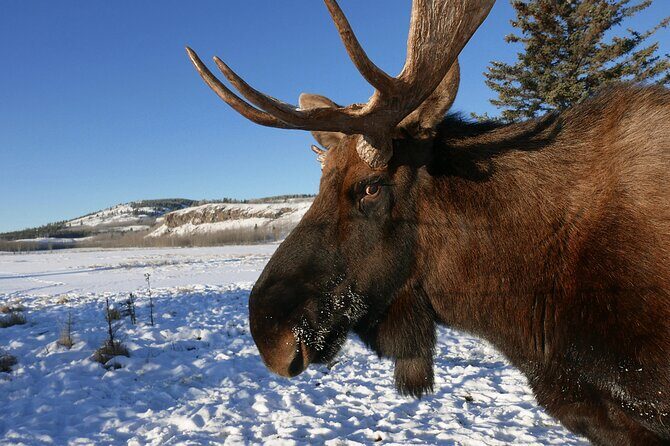 Arctic Day: Yukon Wildlife Half Day Viewing Tour - Timing, Cold, and Comfort: Getting Your Photos Without Losing Your Nerve