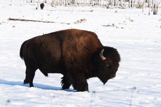 Arctic Day: Yukon Wildlife Half Day Viewing Tour - Value in Whitehorse: Is $132.53 a Good Deal for 3 Hours?