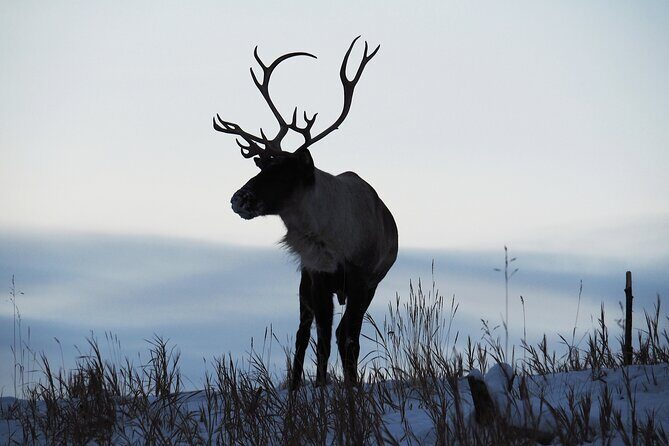 Arctic Day: Yukon Wildlife Half Day Viewing Tour - Who Should Book Arctic Day, and Who Might Want a Different Match?