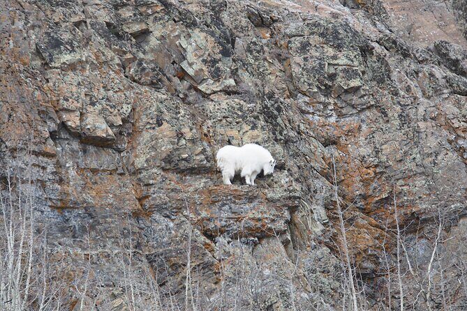 Arctic Day: Yukon Wildlife Half Day Viewing Tour - Should You Book This Half-Day Wildlife Tour?