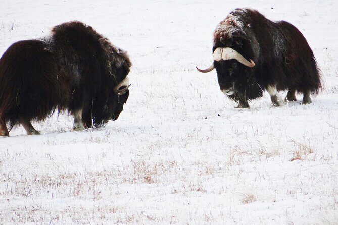 Arctic Day: Yukon Wildlife Half Day Viewing Tour - Species Checklist in the Snow: Moose, Lynx, Bighorn Sheep and More