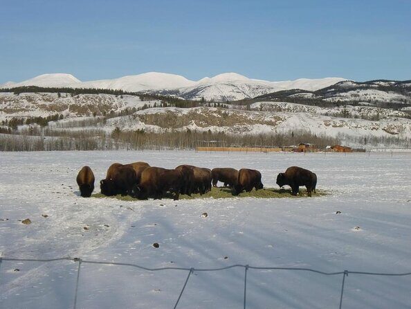 Arctic Day: Yukon Wildlife & Hot Springs Tour | half day - Key things to know before you go