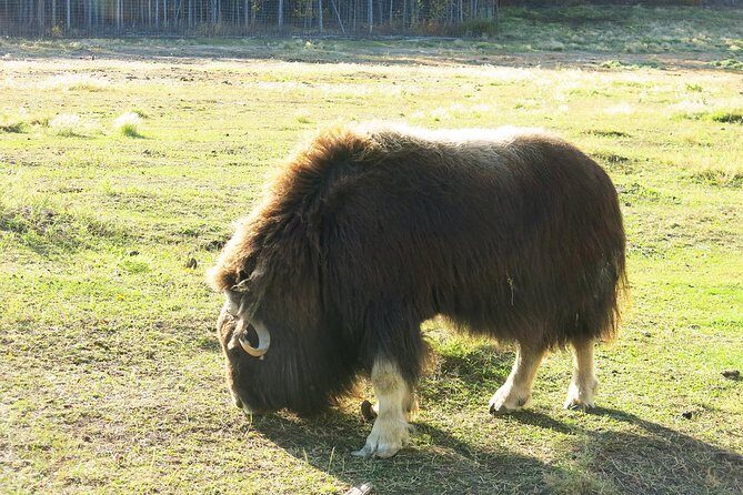 Arctic Day: Yukon Wildlife & Hot Springs Tour | half day - 5 hours, two big stops, and an afternoon that feels worth it