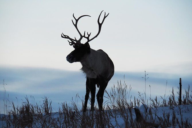 Arctic Day: Yukon Wildlife & Hot Springs Tour | half day - Small group max 20: personal service, not private chauffeur vibes
