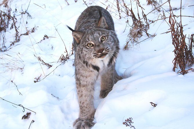 Arctic Day: Yukon Wildlife & Hot Springs Tour | half day - Who this tour fits best (and who might want a different plan)