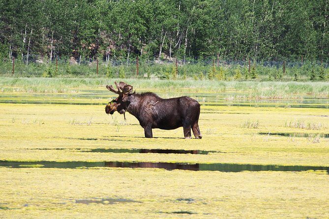 Arctic Day: Yukon Wildlife & Hot Springs Tour | half day - Yukon Wildlife Preserve: big areas, rescue-focused care, and real Yukon terrain