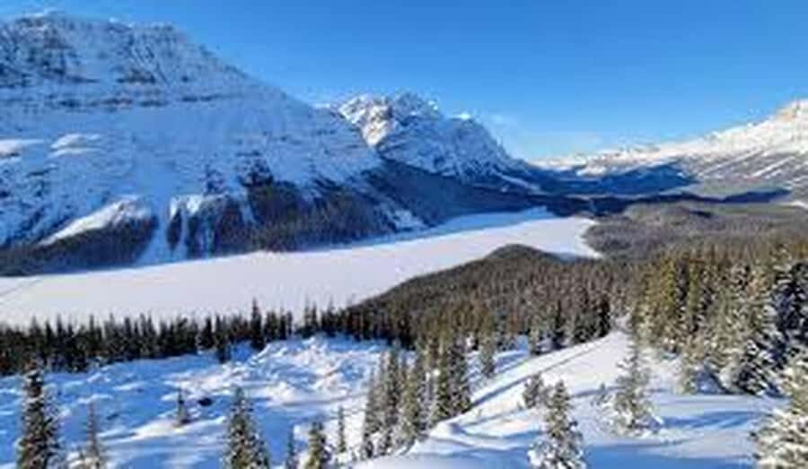 Banff and Jasper National Parks: Tour with Transport - Peyto Lake Viewpoint: The Short Walk That Delivers the Classic Turquoise