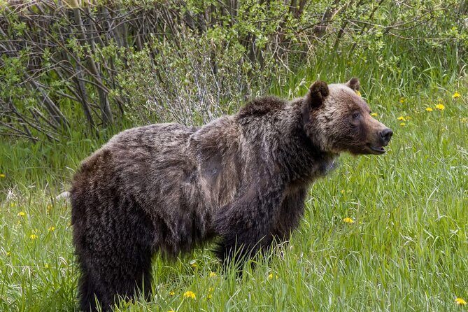 Banff and Yoho Rocky Mountain Discovery Day Tour - Price and Value: What You Pay for at $104.28