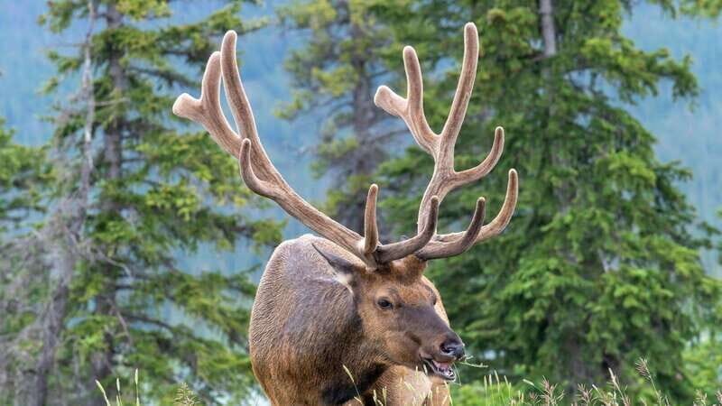Banff/Canmore- Moraine Lake & Louise-Morning or Sunset Tour - FAQ