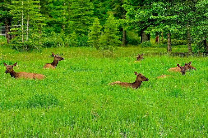 Banff Evening Wildlife/ Scenic Tour – Lakes, Hoodoos & Bow Falls - Wildlife Spotting Odds: High Probability, Not a Guarantee