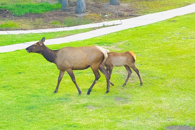 Banff Evening Wildlife/ Scenic Tour – Lakes, Hoodoos & Bow Falls - The Fairmont Banff Springs Surprise Corner Photo Stop
