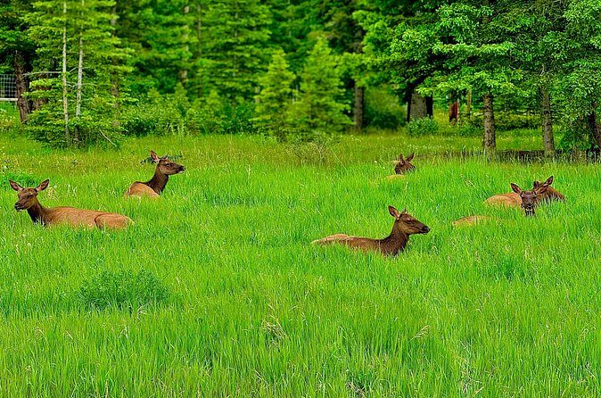 Banff Evening Wildlife/ Scenic Tour – Lakes, Hoodoos & Bow Falls - Bow Falls at Sunset: Where the Tour Feels Like a Proper Evening