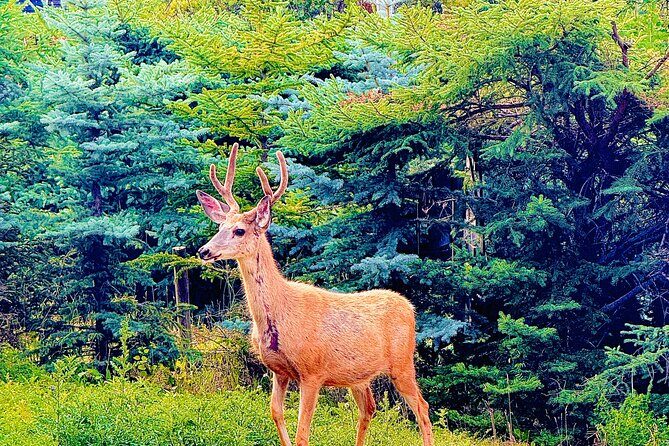 Banff Evening Wildlife/ Scenic Tour – Lakes, Hoodoos & Bow Falls - Timing Reality: 3 Hours Is the Goal, but Conditions Matter
