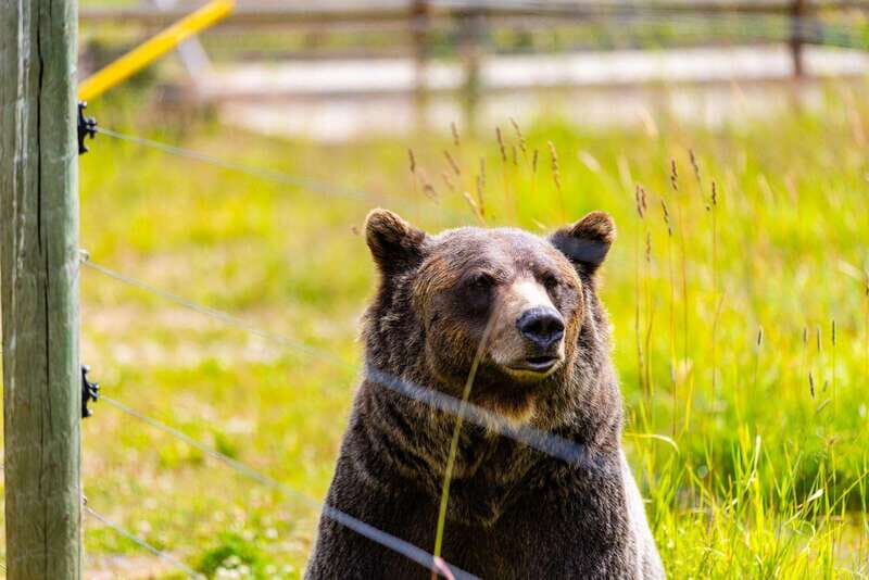 Banff: Grizzly Bear Refuge Tour with Lunch - Why Boo at the Kicking Horse Refuge feels like the real highlight