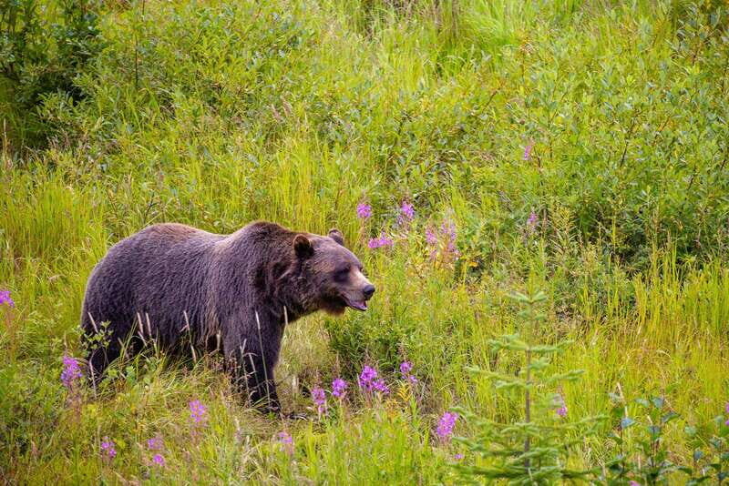 Banff: Grizzly Bear Refuge Tour with Lunch - Golden Skybridge: the 130-metre pause with your lunch break