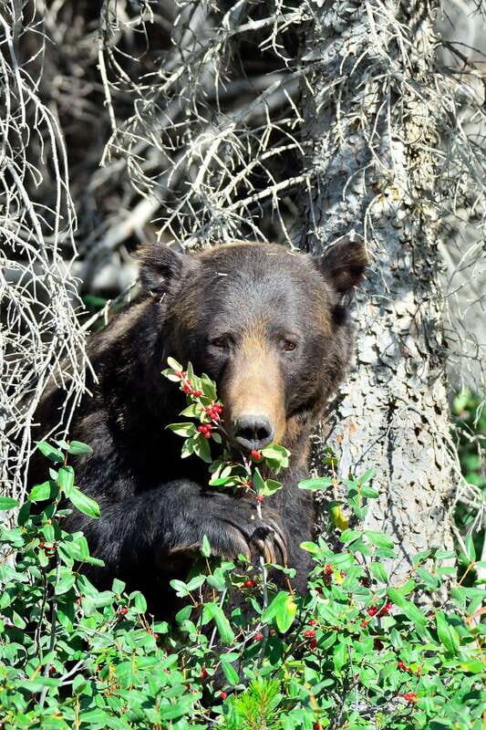 Banff: Guided Nature Walk with Bear Country Safety Tips - Key highlights to notice before you go