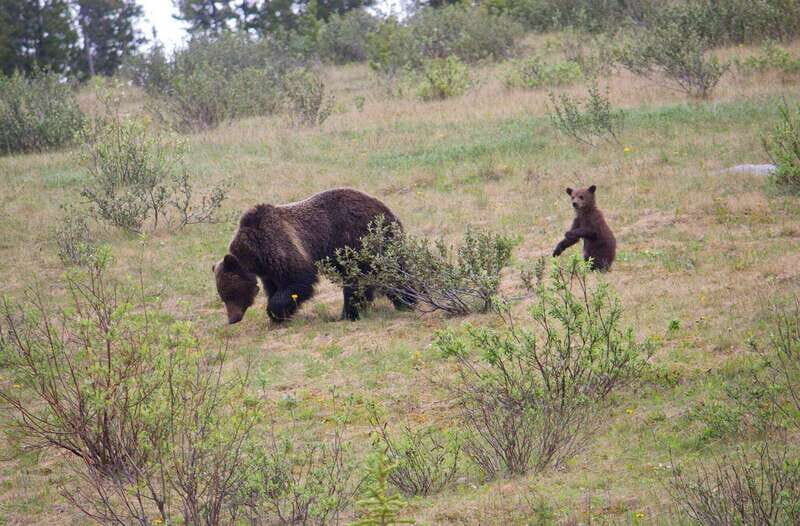 Banff: Guided Nature Walk with Bear Country Safety Tips - Cave and Basin start: easy access to real Banff nature