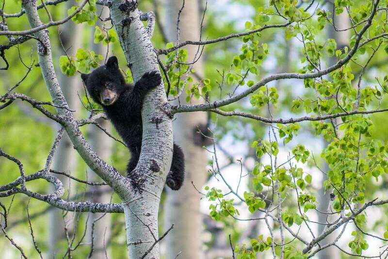 Banff: Guided Nature Walk with Bear Country Safety Tips - The story element: why the guide’s encounters matter