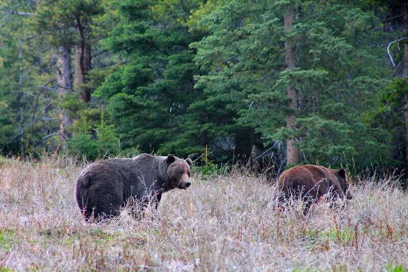 Banff: Guided Nature Walk with Bear Country Safety Tips - What to bring: your bear-spray plan, plus the basics