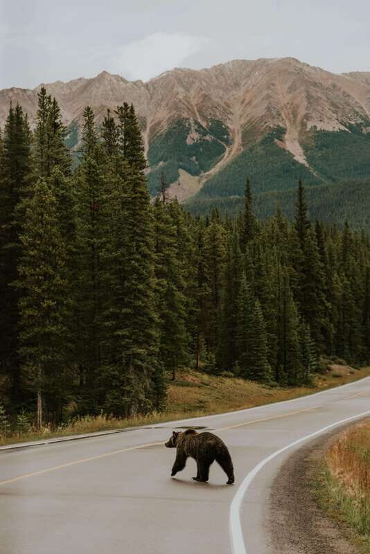 Banff: Guided Nature Walk with Bear Country Safety Tips - Price and value: is $65 per person reasonable?