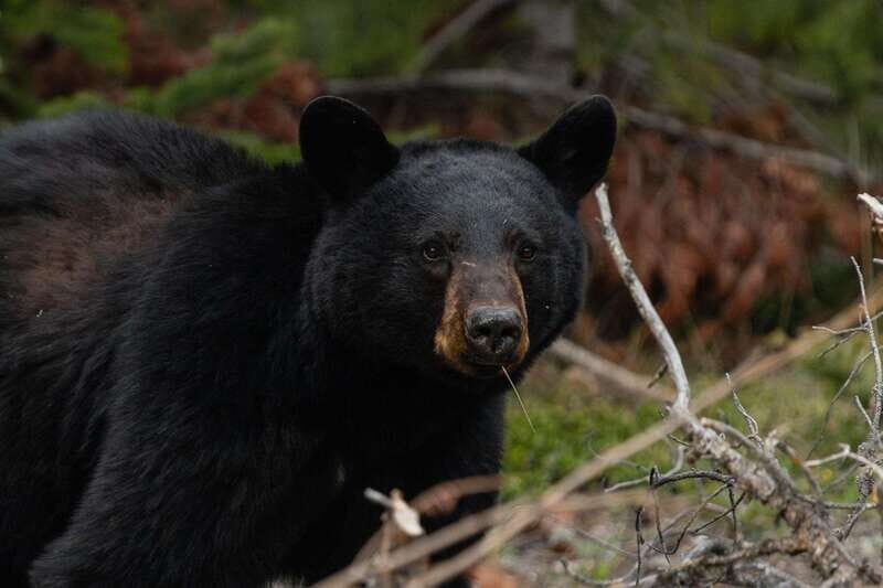 Banff: Guided Nature Walk with Bear Country Safety Tips - Who should book (and who shouldn’t)