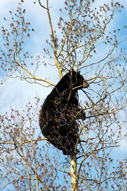 Banff: Guided Nature Walk with Bear Country Safety Tips - Final call: should you book this bear-safety walk?