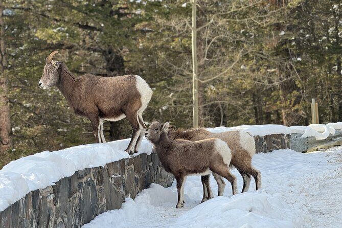 Banff Highlights: Moraine Lake, Lake Louise and beyond - Bow Falls: a short stop with big payoff