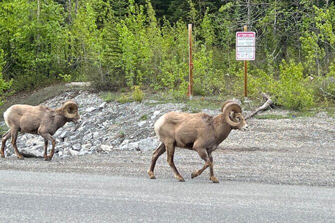 Banff Icefield Parkway Private Full Day Tour - Bow Lake: Clear-Water Views and a Quick Reset