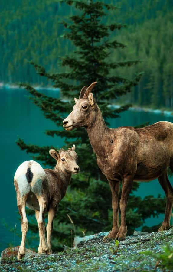 Banff: Lake Louise,Moraine, Minnewanka, Emerald Lake & Banff - Johnston Canyon catwalks: Lower Falls then Upper Falls