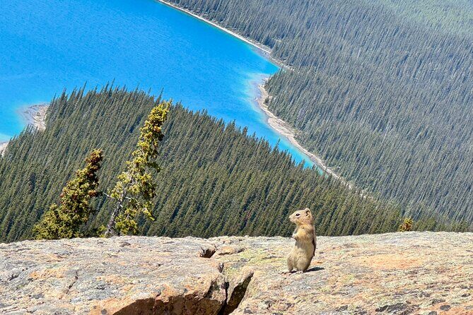 Banff National Park Small Group Tour with Expert Guide - Bow Falls: A Classic Banff View in the Middle of Town