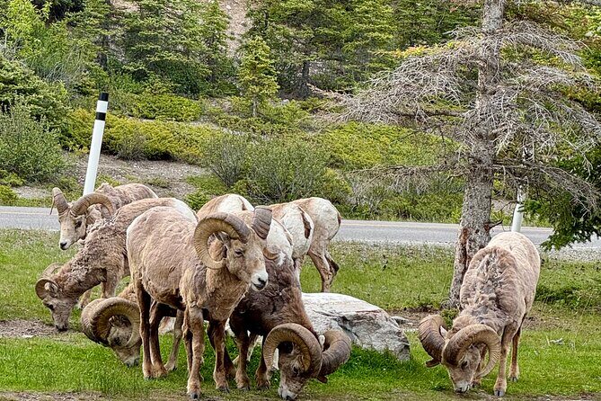 Banff National Park Small Group Tour with Expert Guide - Lake Louise: Postcard Views Plus an Optional Higher View