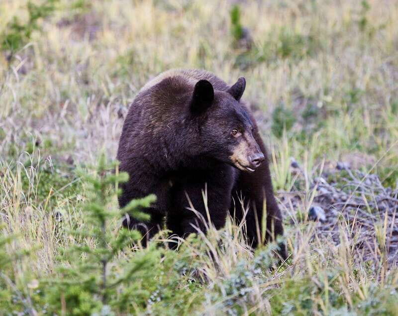 Banff PRIVATE Guided Nature Walk + Transportation - 2.5H - Key highlights worth getting excited about