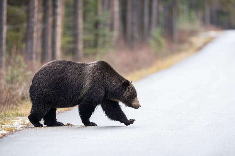 Banff PRIVATE Guided Nature Walk + Transportation - 2.5H - Wildlife and survival talk: bear safety handled the practical way