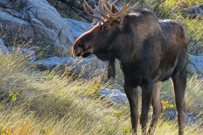 Banff to Jasper One-Way Tour - Why the Guide Makes the Day Work: Real Stories, Good Timing, and Better Stops