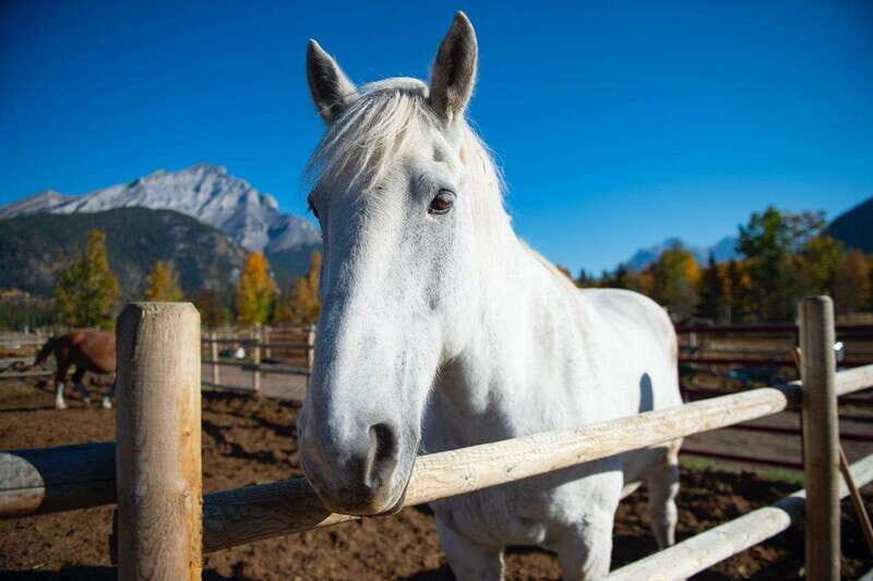 Banff: Wagon Ride with Cowboy Cookout BBQ - Banff by Horse-Drawn Wagon: Bow River to Sulphur Mountain Views