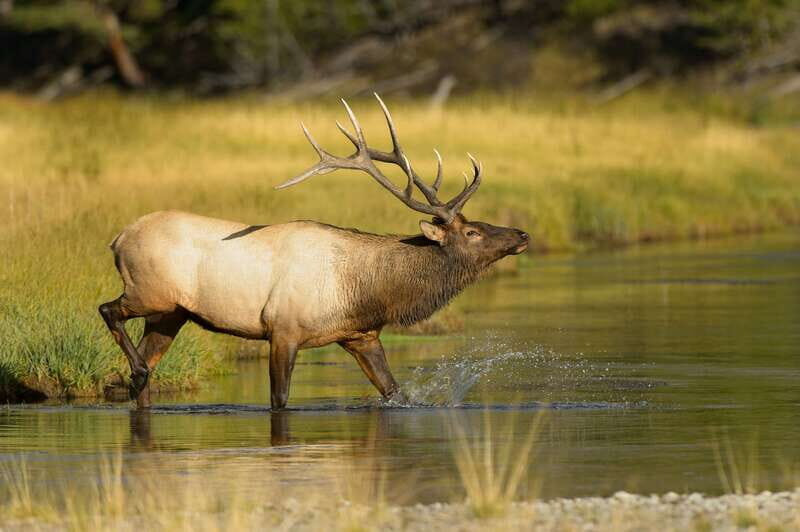 Banff: Wildlife on the Bow River Big Canoe Tour - Bow River Big Canoe Tour: The Short Version of Why It Works