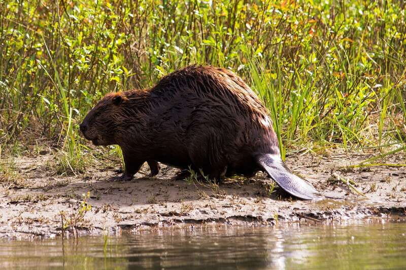 Banff: Wildlife on the Bow River Big Canoe Tour - Price and Value: What $67 Gets You (and What It Doesn’t)