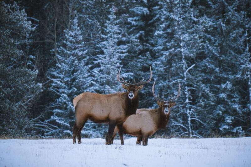 Banff: Winter Wilderness Walk with Wildlife Tracking - 2hrs - Key things to know before you go