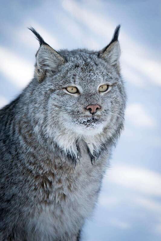 Banff: Winter Wilderness Walk with Wildlife Tracking - 2hrs - Reading deer, coyote, and snowshoe hare tracks in the snow