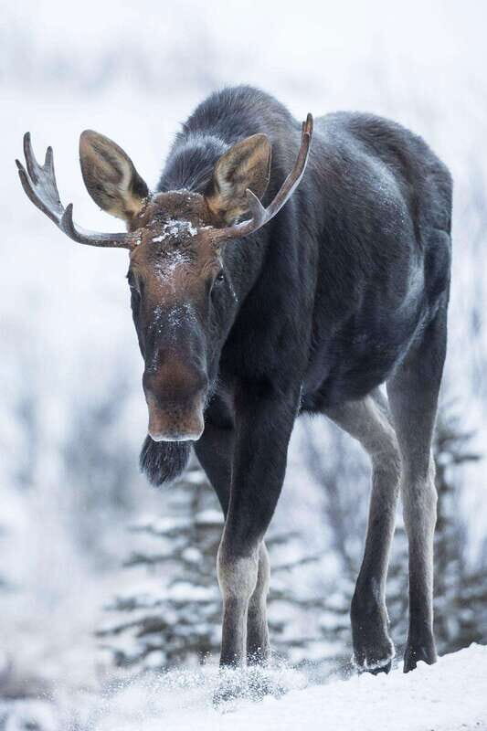 Banff: Winter Wilderness Walk with Wildlife Tracking - 2hrs - Local stories and folklore that connect past and present