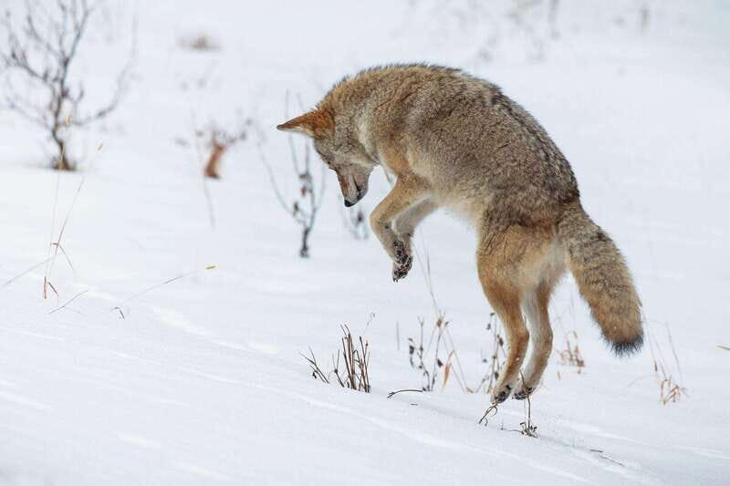 Banff: Winter Wilderness Walk with Wildlife Tracking - 2hrs - The two-hour rhythm: what the walk actually teaches