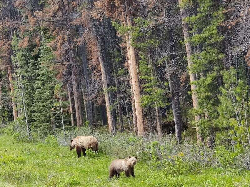 Banff, Yoho, and Jasper 2 Day Private Tour - Why this 2-day private Rockies plan feels calmer than a fixed itinerary