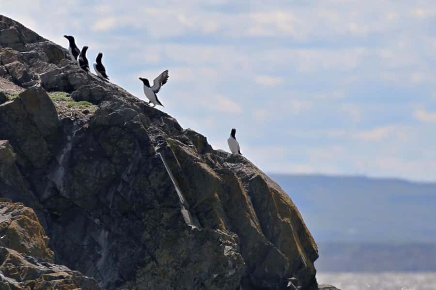 Berthier-sur-Mer: 1000 Razorbill Penguins Observation Cruise - What to Bring (and the One Rule That Changes Everything)