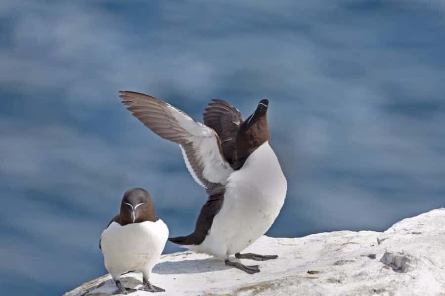 Berthier-sur-Mer: 1000 Razorbill Penguins Observation Cruise - The Main Event: How Razorbill Watching Works (No Island Visits)