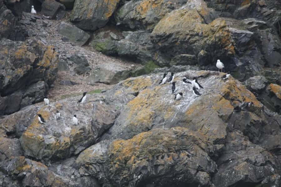 Berthier-sur-Mer: 1000 Razorbill Penguins Observation Cruise - Getting the Stories Right: Ornithologists + Captains Add Real Value