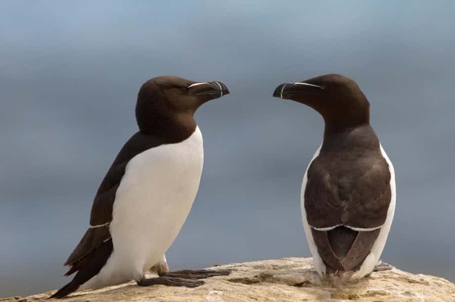 Berthier-sur-Mer: 1000 Razorbill Penguins Observation Cruise - Deck Comfort and Weather Reality: Stay Sheltered, Then Go Outside