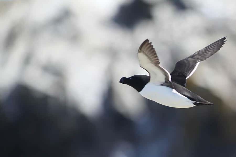 Berthier-sur-Mer: 1000 Razorbill Penguins Observation Cruise - Price and Value at About $73: What You’re Really Paying For